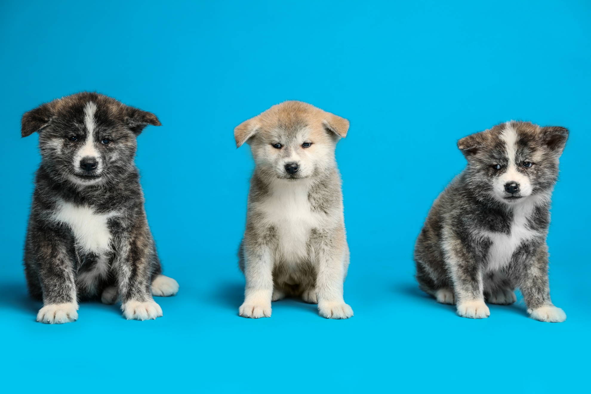Dogカラー診断