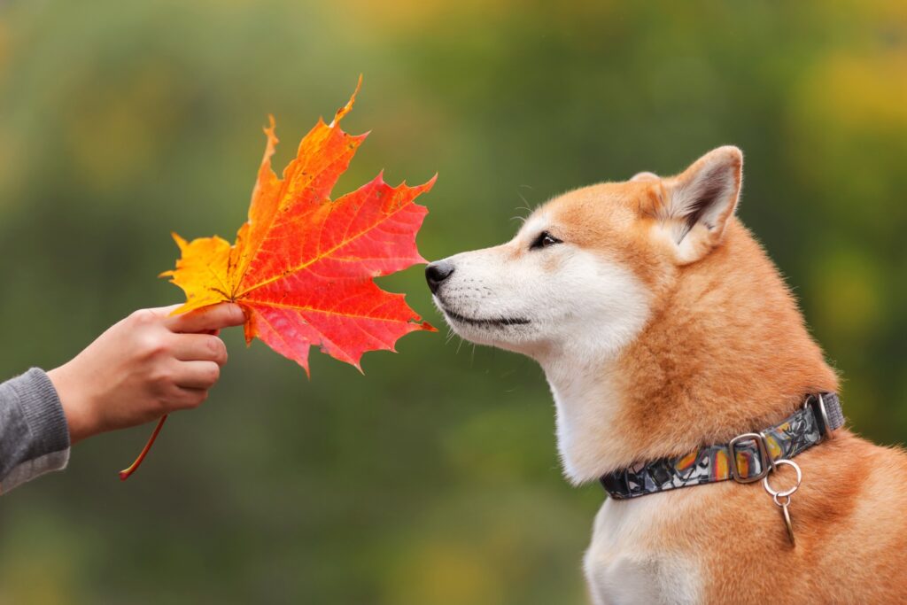 Dogカラー診断