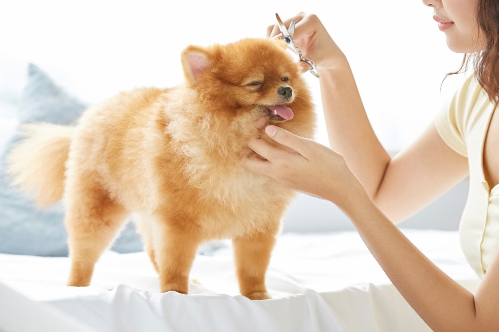 トリミング中の犬