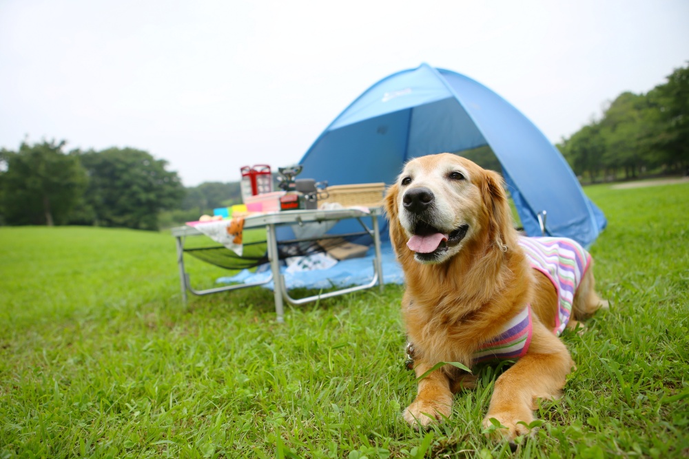 アウトドアを楽しむ犬