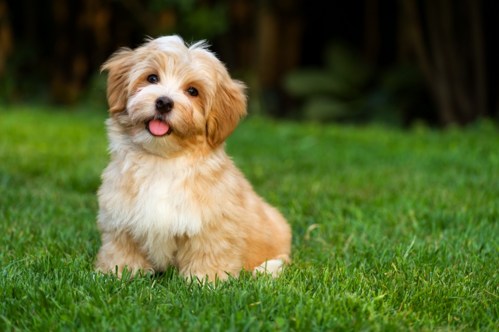 サマーの似合う犬